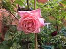 Geffel rose photo