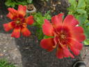 Flame Babylon Eyes rose photo