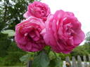 Pink Eden Rose rose photo