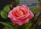 Sir Winston Churchill rose photo