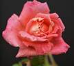 Sir Winston Churchill rose photo