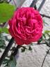 Rouge Truffaut rose photo