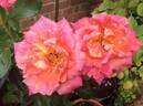 Signora rose photo