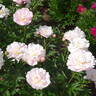 Gene Wild peony photo