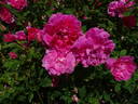AUSlounge rose photo