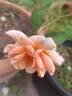Chief Seattle rose photo