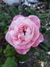 English Miss rose photo
