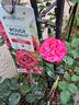 Rouge Truffaut rose photo