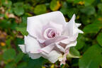 Stainless Steel ™ rose photo