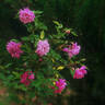 Bougainville rose photo