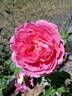 True Inspiration rose photo