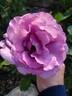 Sweetness ™ rose photo