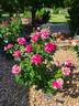 Neil Diamond rose photo