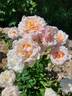 Calico Gal rose photo