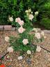 Calico Gal rose photo