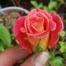 Talisman rose photo