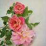Talisman rose photo