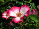 Pretty Kiss rose photo