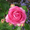 Pink Eden Rose rose photo