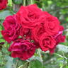 Santana rose photo