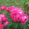 Beauté de Versailles rose photo