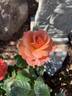 Colorific rose photo