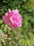 Marie d'Orléans rose photo