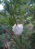 Double Scotch rose photo