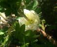 Double Scotch rose photo