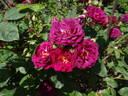 Zigeunerknabe rose photo