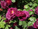 Zigeunerknabe rose photo