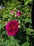 Zigeunerknabe rose photo
