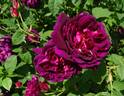 Zigeunerknabe rose photo