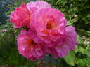 Hyde Hall rose photo