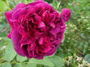 William Shakespeare 2000 ™ rose photo