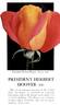 President Herbert Hoover rose photo
