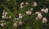 Dancing Butterflies rose photo
