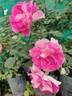 BARBARA WOOD, HEART O’ROSES  ™ rose photo