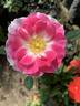 BARBARA WOOD, HEART O’ROSES  ™ rose photo
