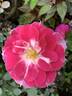 BARBARA WOOD, HEART O’ROSES  ™ rose photo