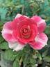 BARBARA WOOD, HEART O’ROSES  ™ rose photo