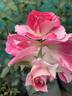 BARBARA WOOD, HEART O’ROSES  ™ rose photo