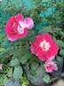 BARBARA WOOD, HEART O’ROSES  ™ rose photo