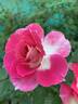 BARBARA WOOD, HEART O’ROSES  ™ rose photo