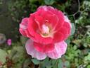 BARBARA WOOD, HEART O’ROSES  ™ rose photo