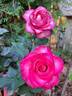 Guignol rose photo