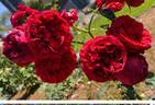 Red Eden ™ rose photo