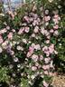 AKA 111-18 canina rose photo