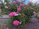 AKA-173-19 rose photo