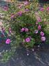 AKA-173-19 rose photo